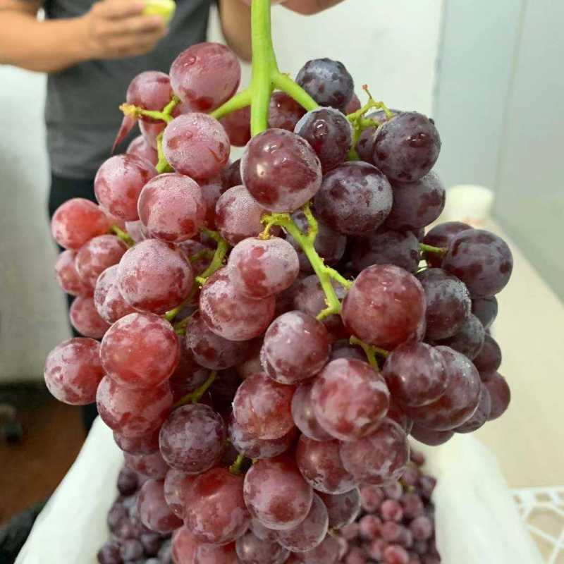 (性价比)新疆弗雷红提