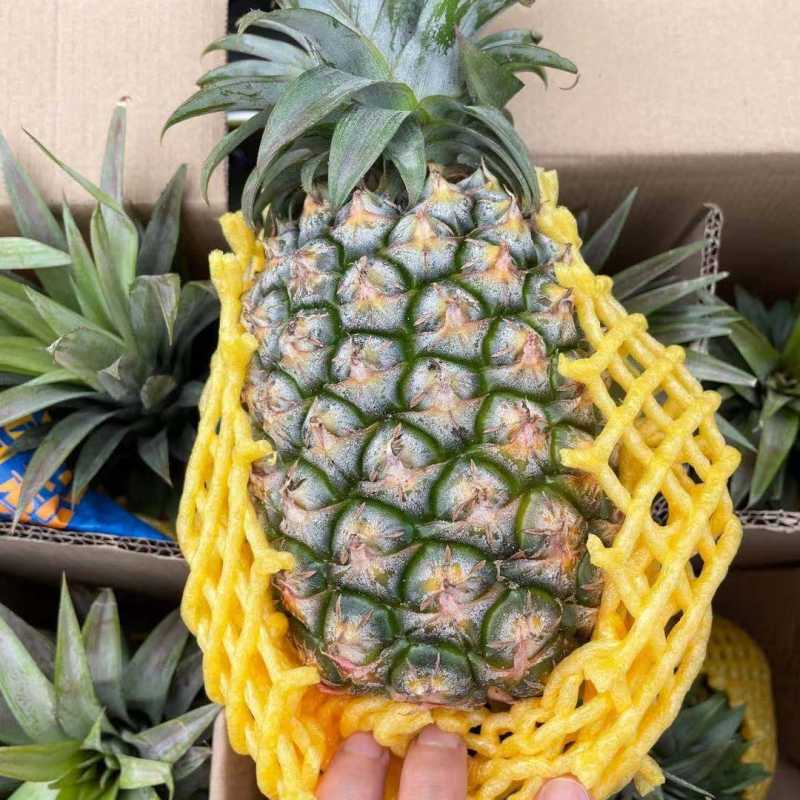 海南天地人凤梨