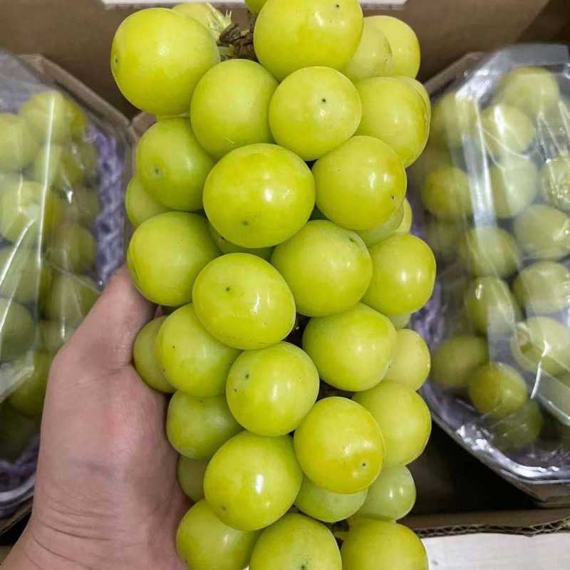 黄金香印(礼盒装)