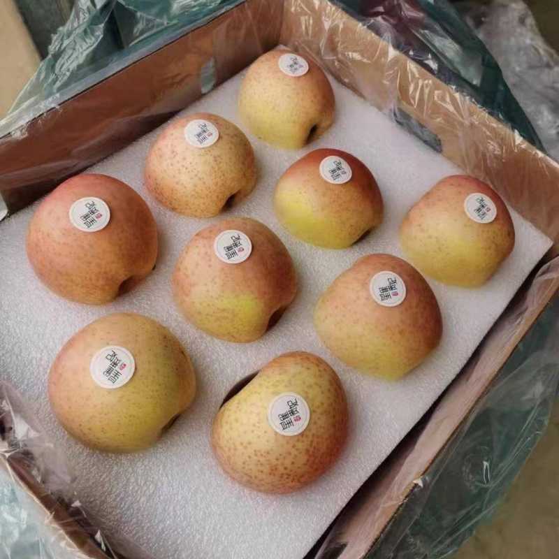 【星雀】贵妃苹果