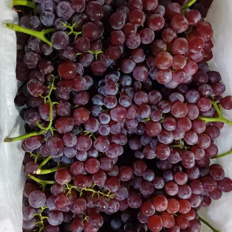 (性价比)新疆弗雷红提