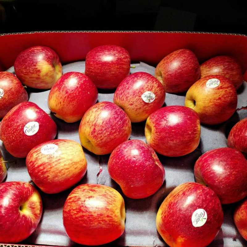 11-12头,毛重约7斤 礼盒装,精品装南非金巴利甜橙(配礼袋)?