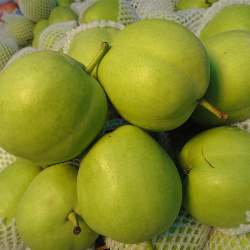 早酥梨(绿果)