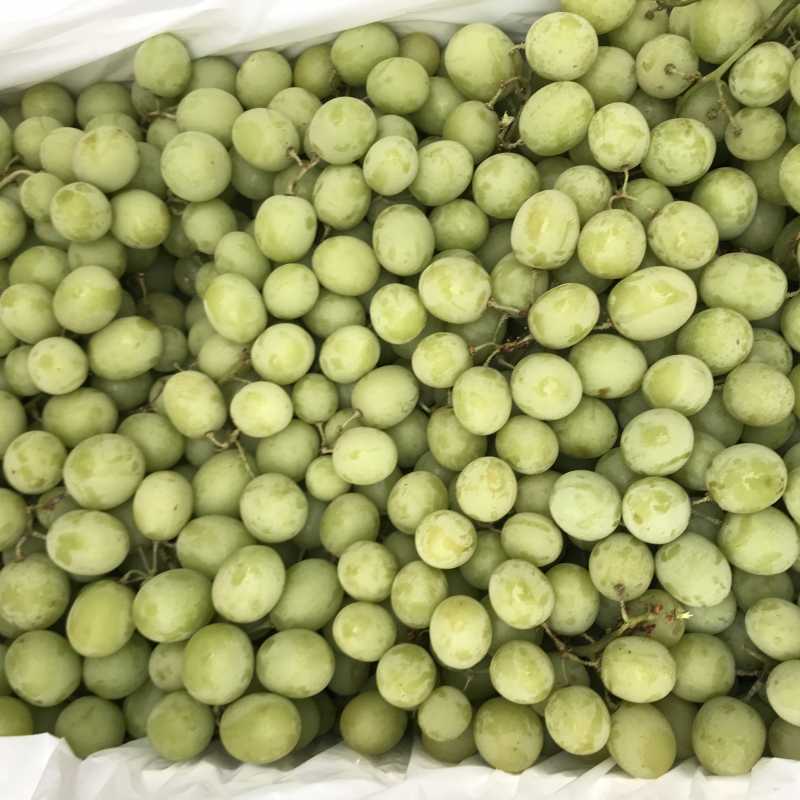 澳洲秋天酥青提