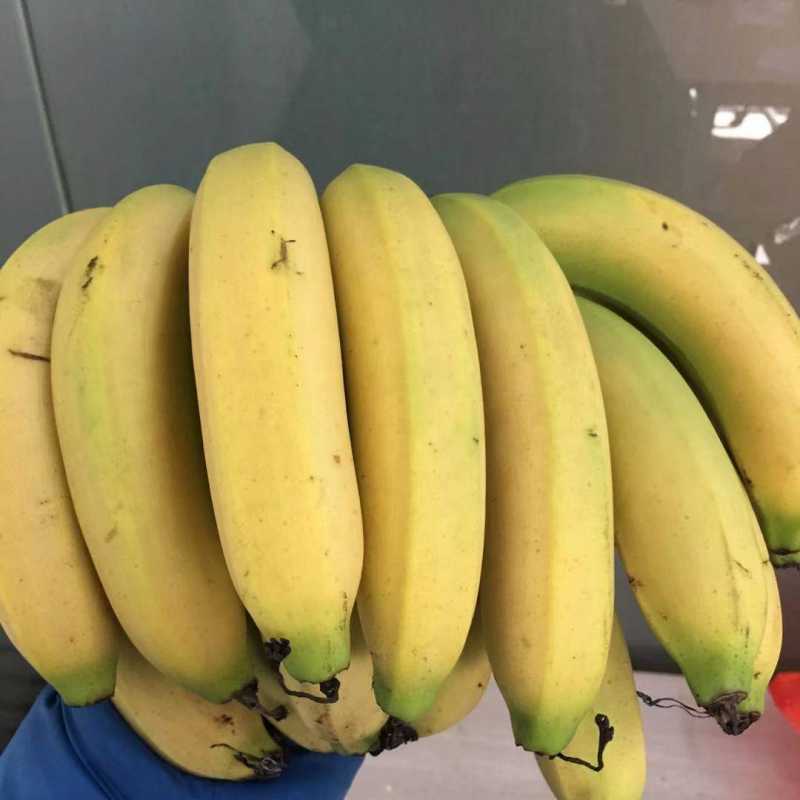 香蕉凤梨菠萝