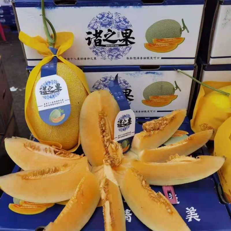 江南发★凤金6号蜜瓜